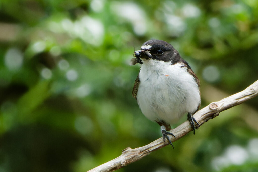 Photo of Pied Flycatcher